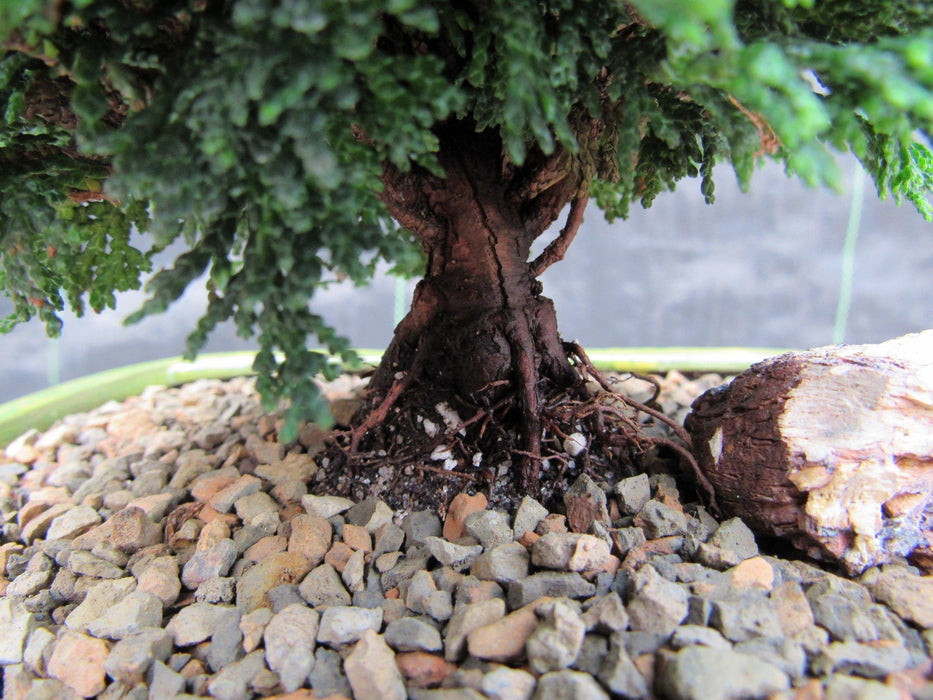 Hinoki Cypress Bonsai Tree Bark