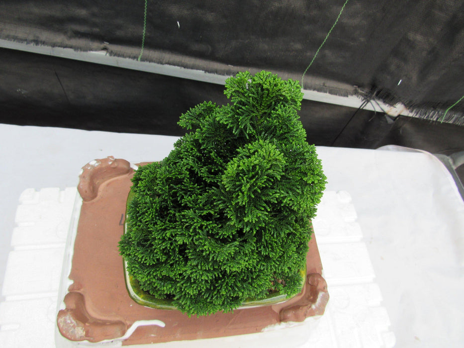 Hinoki Cypress Bonsai Tree Top