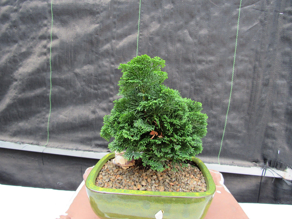 Hinoki Cypress Bonsai Tree Back