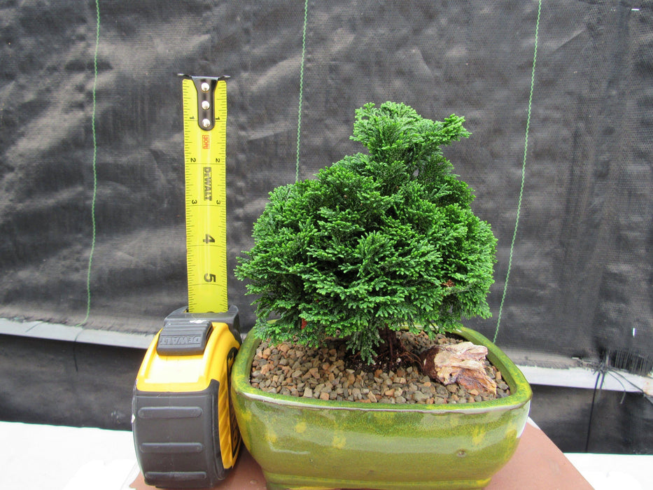 Hinoki Cypress Bonsai Tree Height