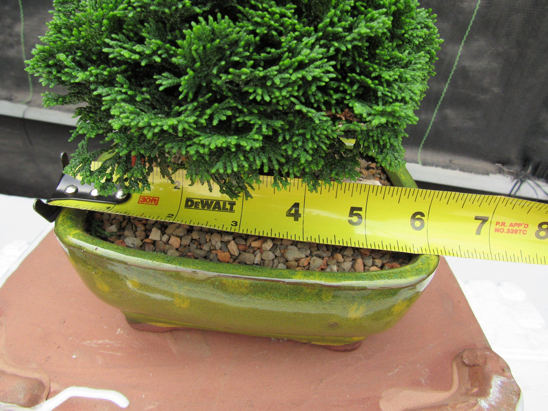 Hinoki Cypress Bonsai Tree Size