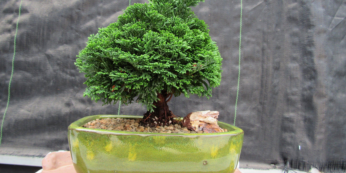 Hinoki Cypress Bonsai Tree