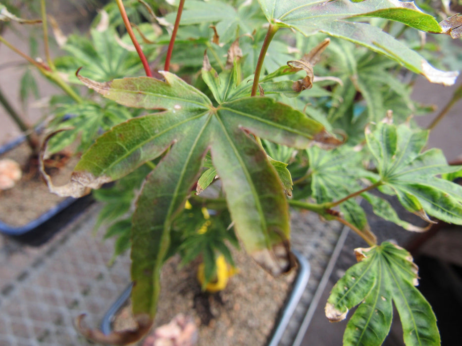 Ikandi Japanese Maple Bonsai Tree Coloring