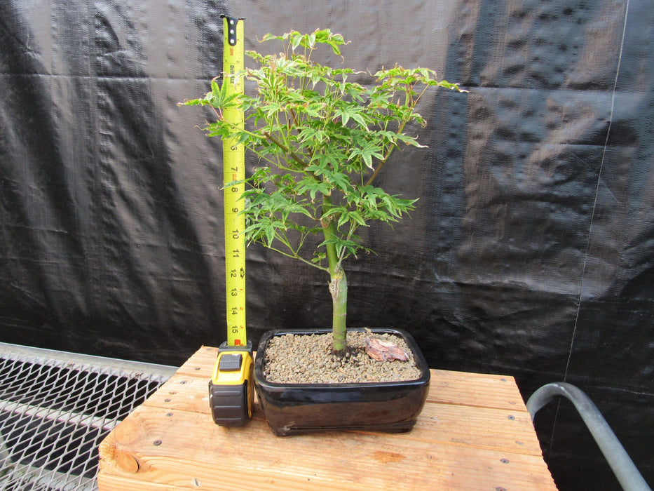 Ikandi Japanese Maple Bonsai Tree Height