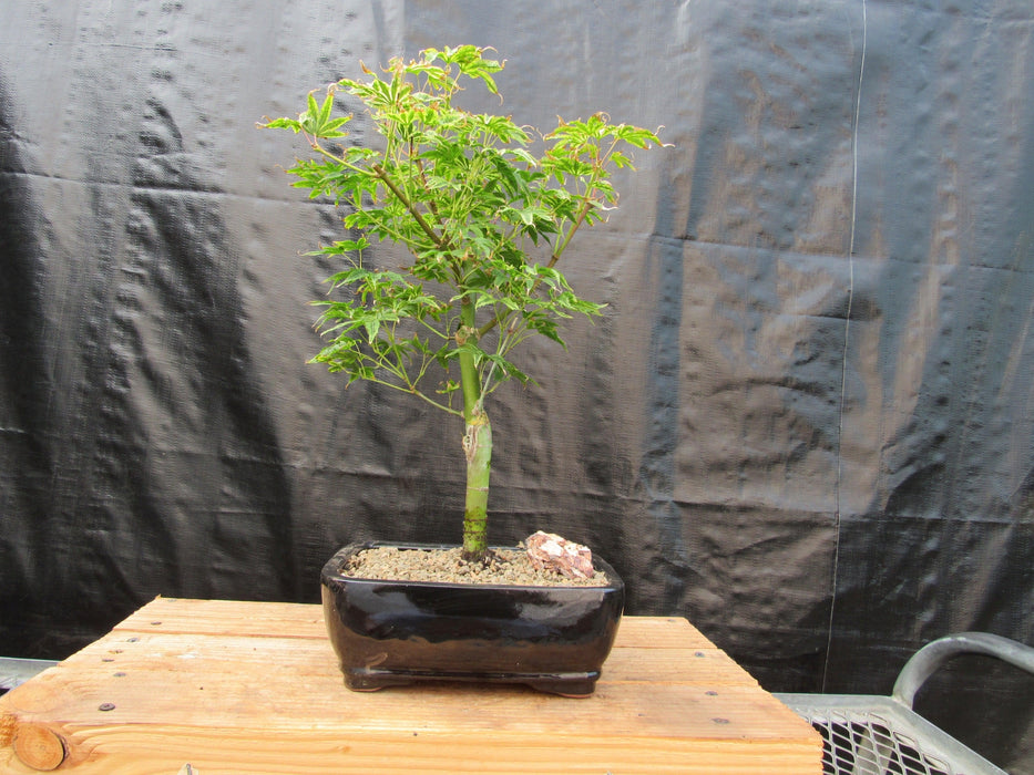 Ikandi Japanese Maple Bonsai Tree Profile
