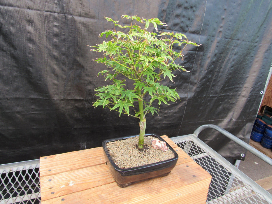 Ikandi Japanese Maple Bonsai Tree Side