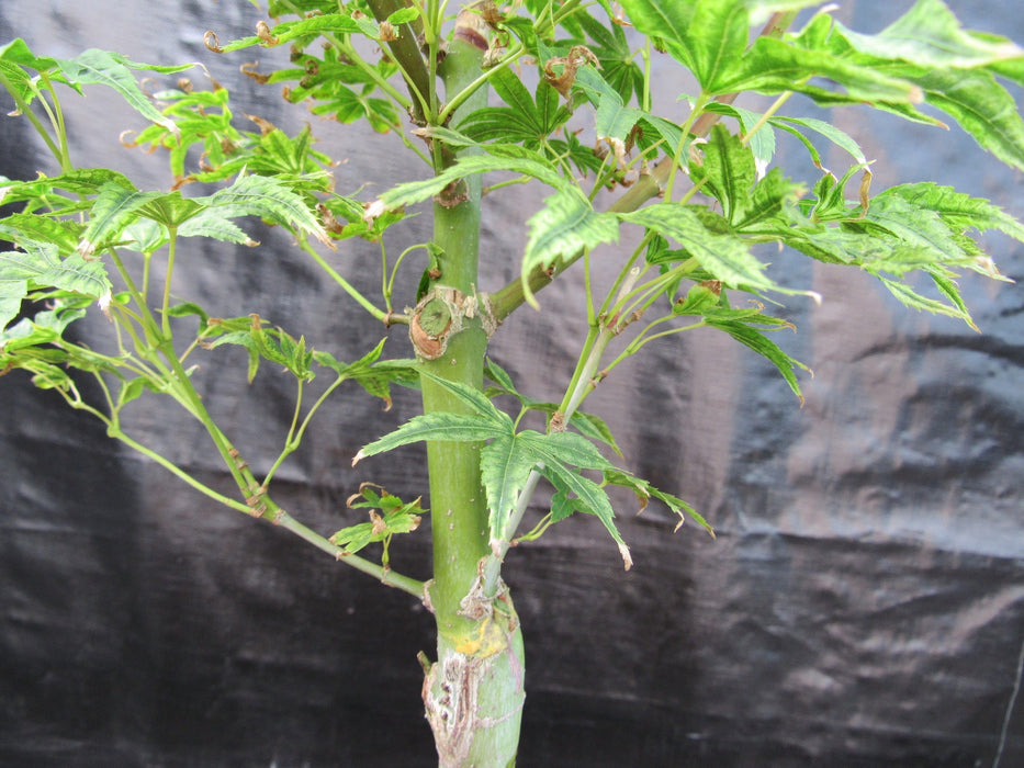 Ikandi Japanese Maple Bonsai Tree Branch Structure