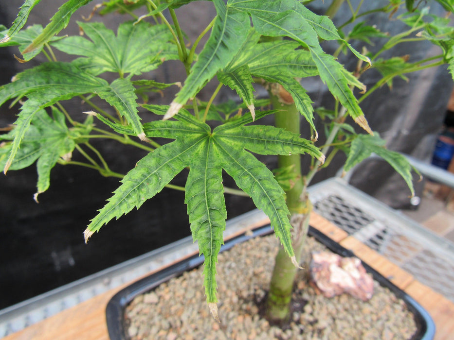 Ikandi Japanese Maple Bonsai Tree Leaves