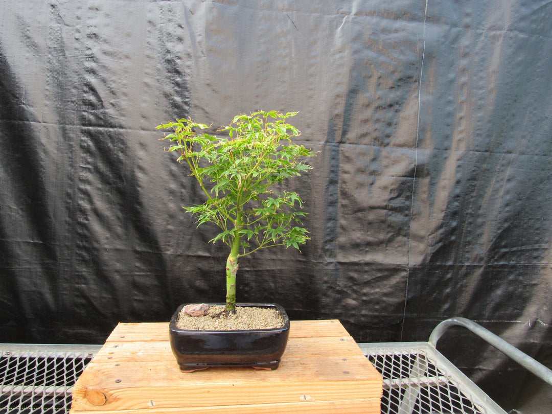 Ikandi Japanese Maple Bonsai Tree Back
