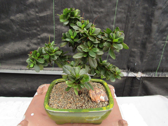 azalea bonsai for sale Japanese Azalea Bonsai Tree