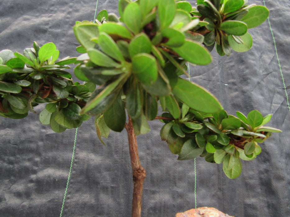 Japanese Azalea Bonsai Tree Foliage