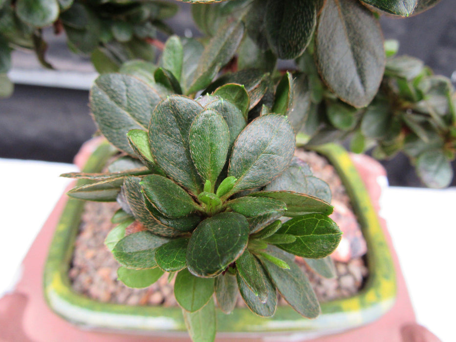 Japanese Azalea Bonsai Tree Leaves