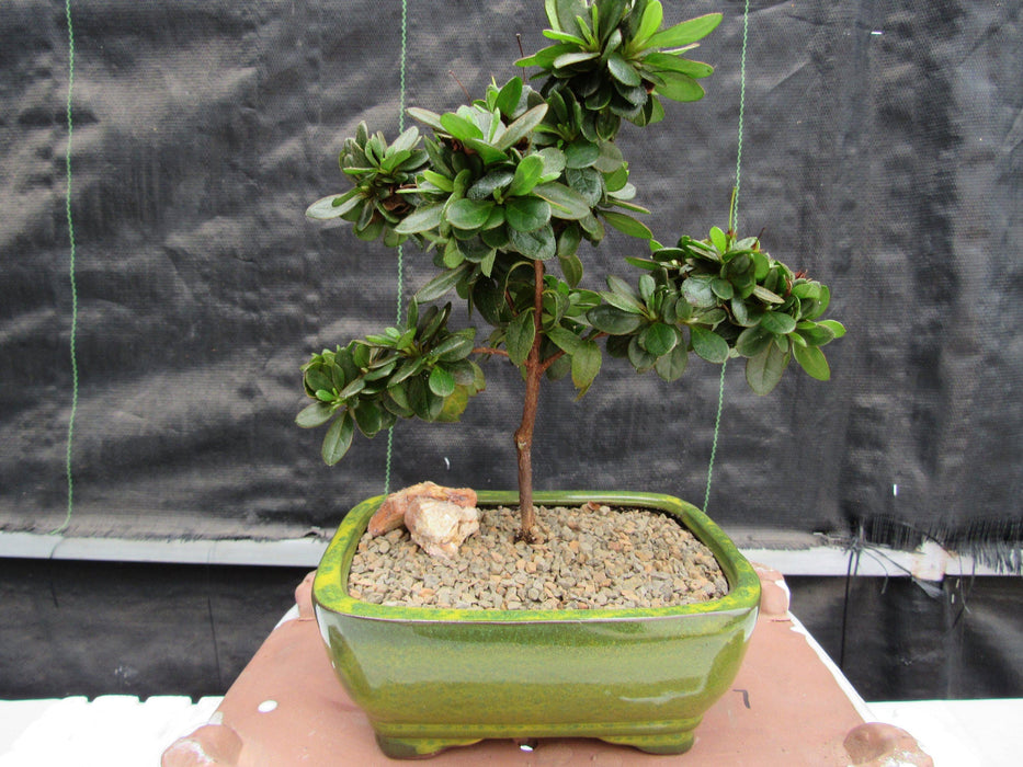 Japanese Azalea Bonsai Tree Back