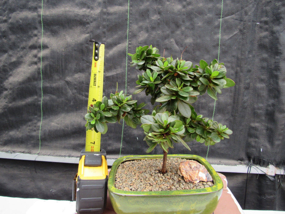 azalea outdoor bonsai tree Japanese Azalea Bonsai Tree