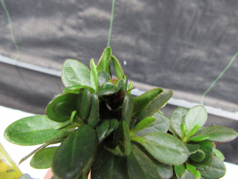 Japanese Azalea Bonsai Tree New Buds