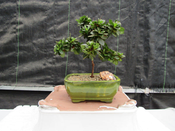 japanese azalea bonsai Japanese Azalea Bonsai Tree