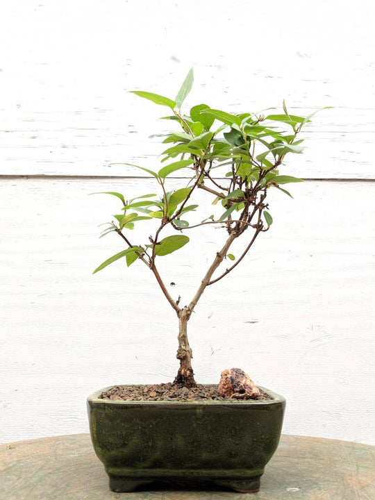honeysuckle bonsai tree Japanese Honeysuckle Bonsai Tree
