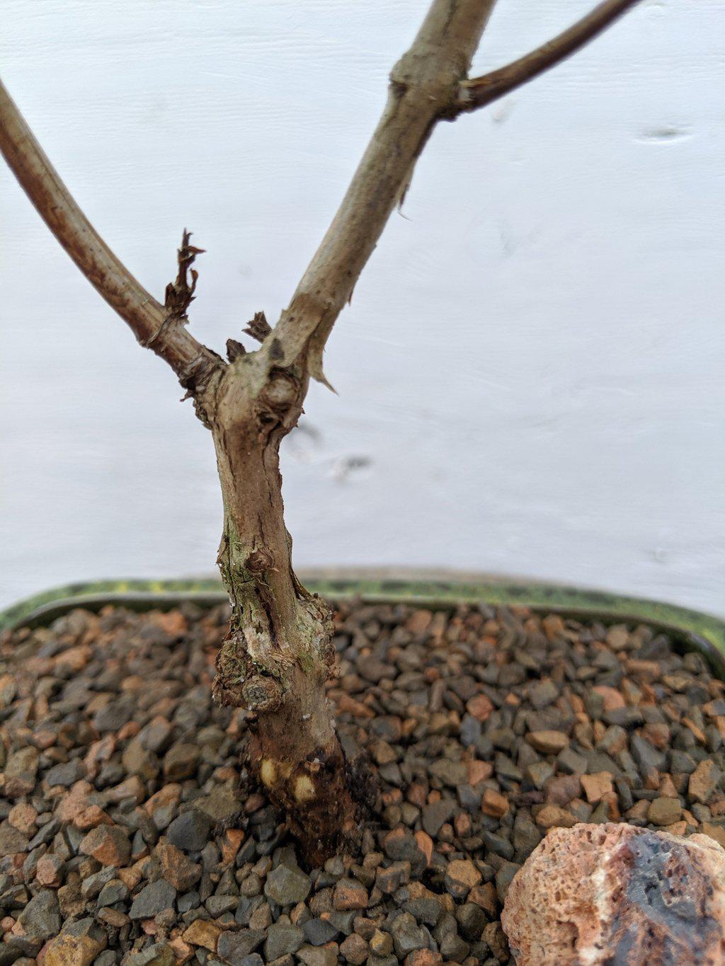 Japanese Honeysuckle Bonsai Tree Trunk