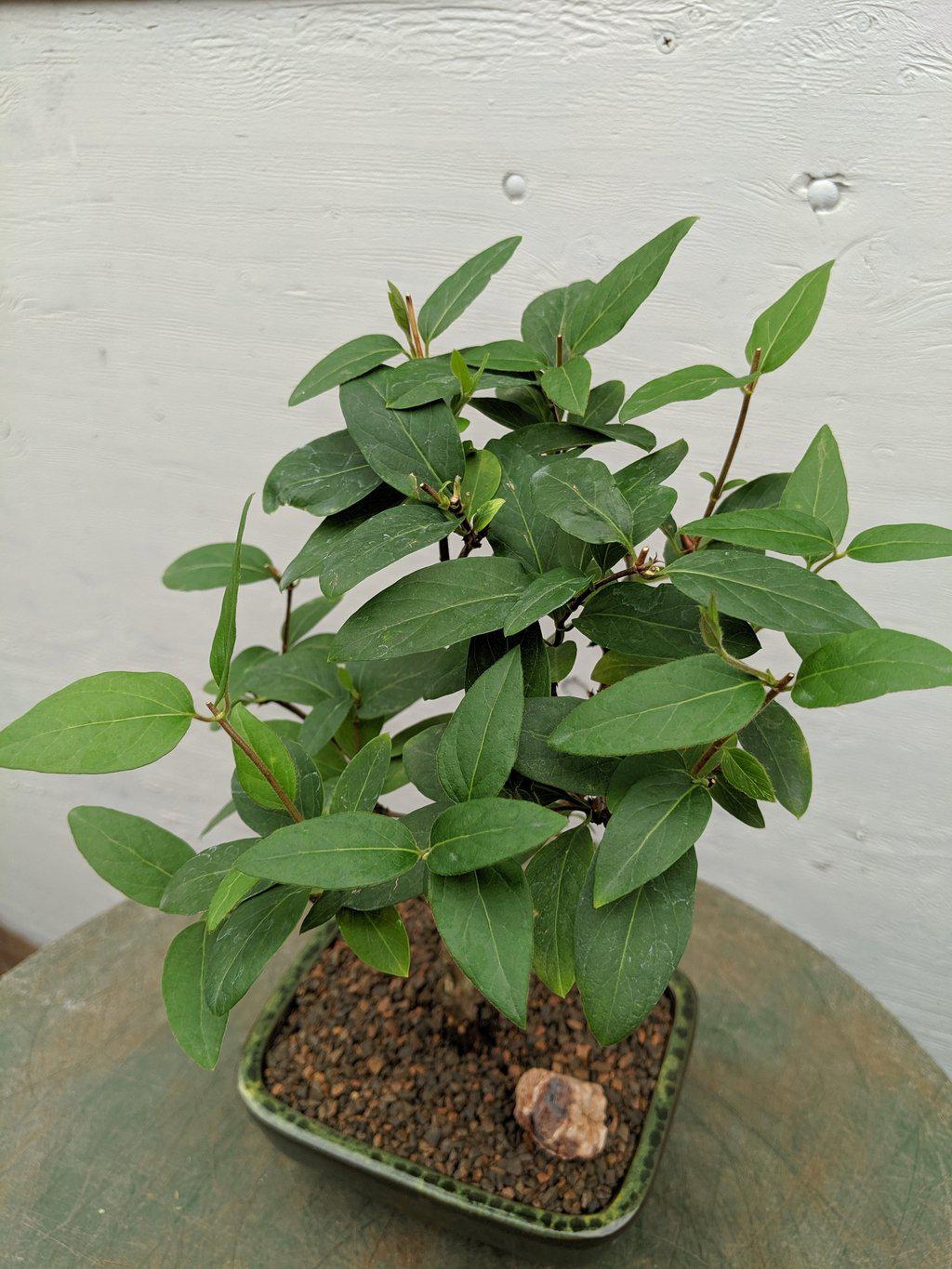 Japanese Honeysuckle Bonsai Tree Foliage