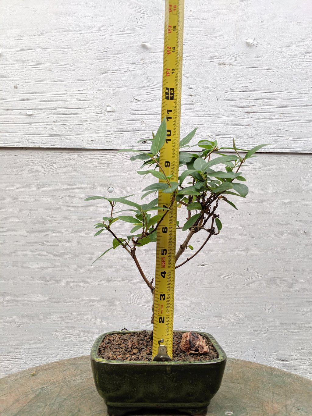Japanese Honeysuckle Bonsai Tree Size