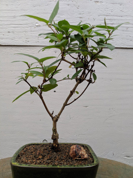 honeysuckle bonsai tree Japanese Honeysuckle Bonsai Tree