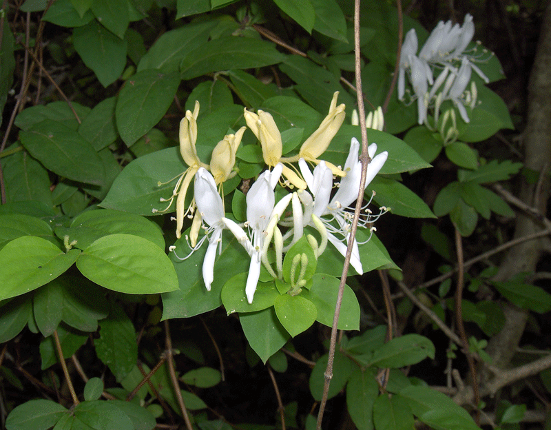 Japanese Honeysuckle Bonsai Tree