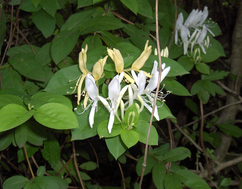 Japanese Honeysuckle Flowers