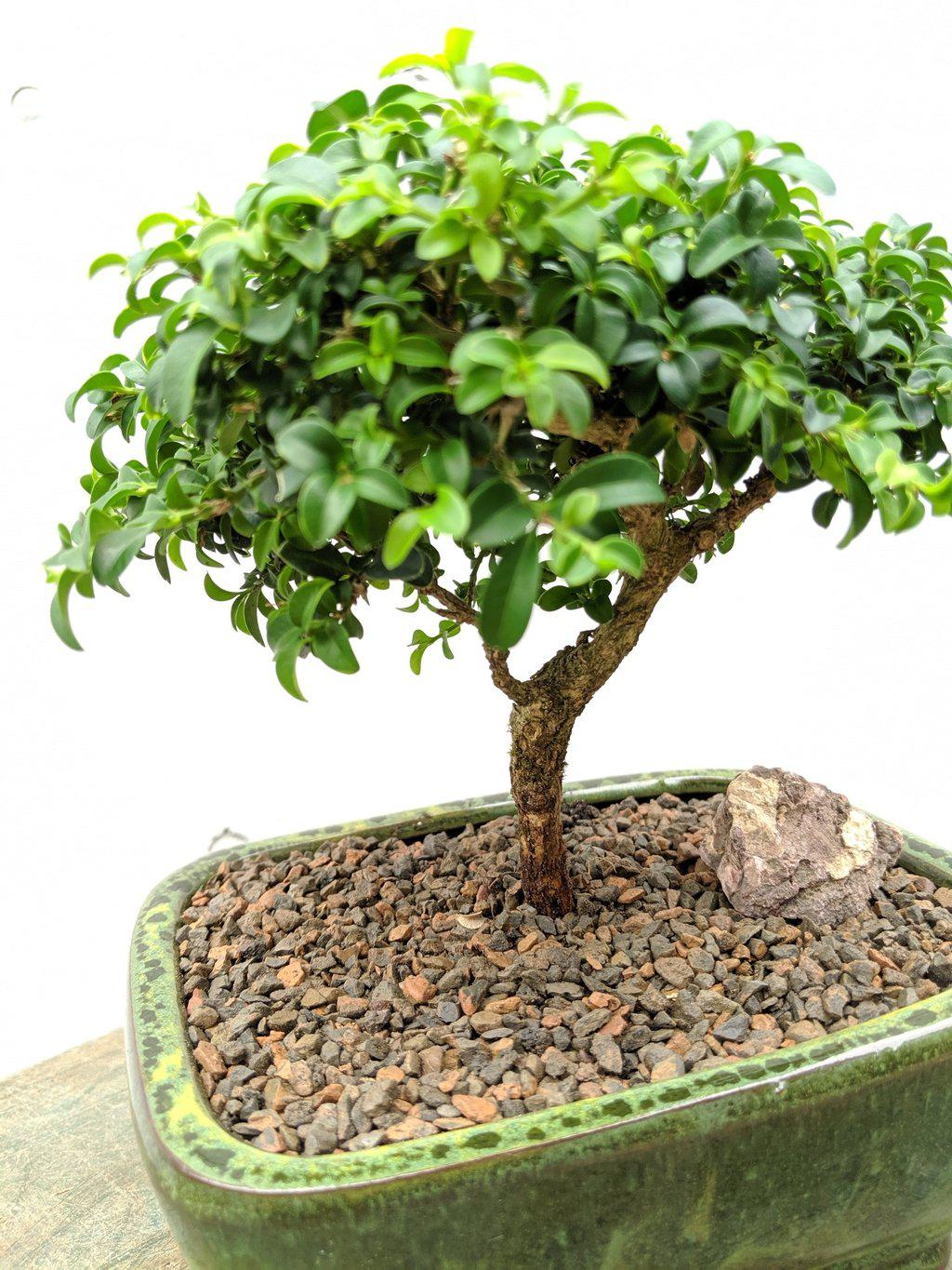 Japanese Kingsville Boxwood Bonsai Tree - Small