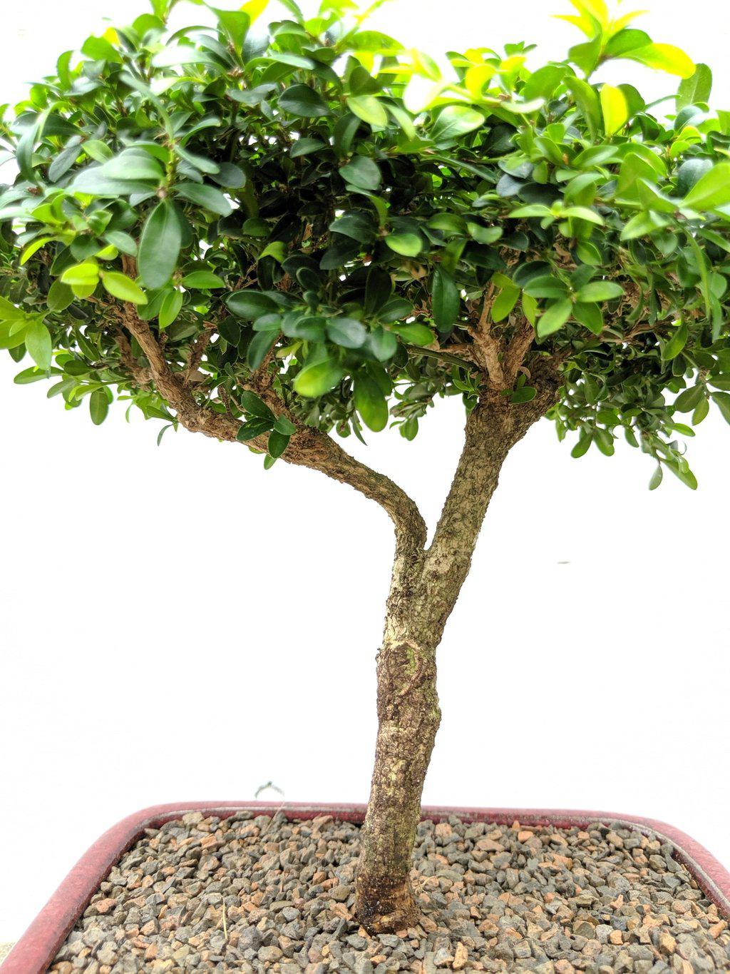 Japanese Kingsville Boxwood Indoor Bonsai Tree - Large