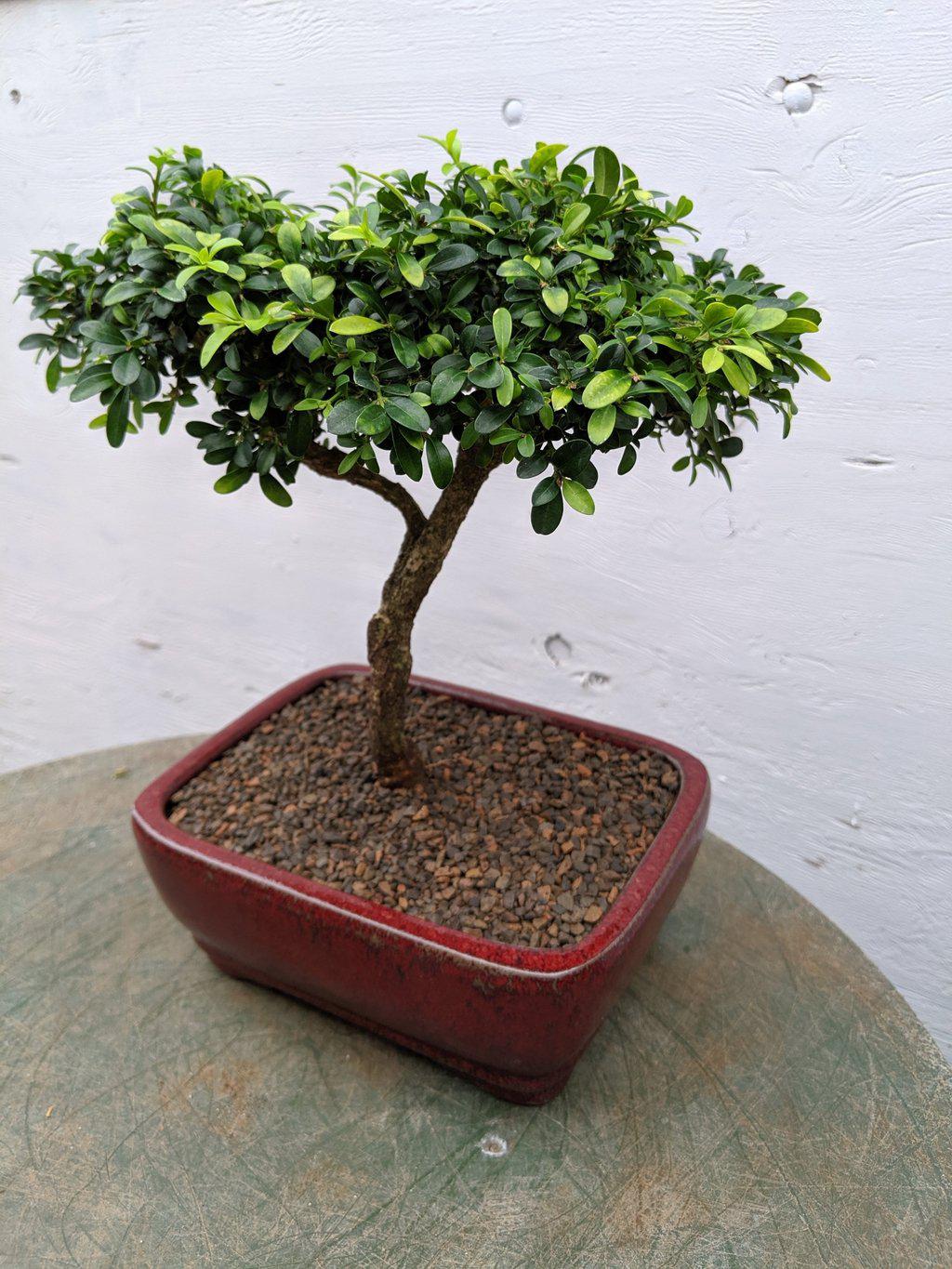 Japanese Kingsville Boxwood Indoor Bonsai Tree - Large