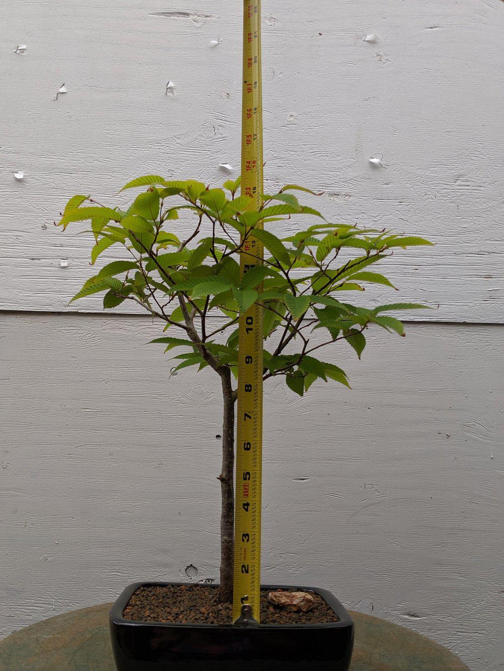 Japanese Hornbeam Bonsai Tree Size