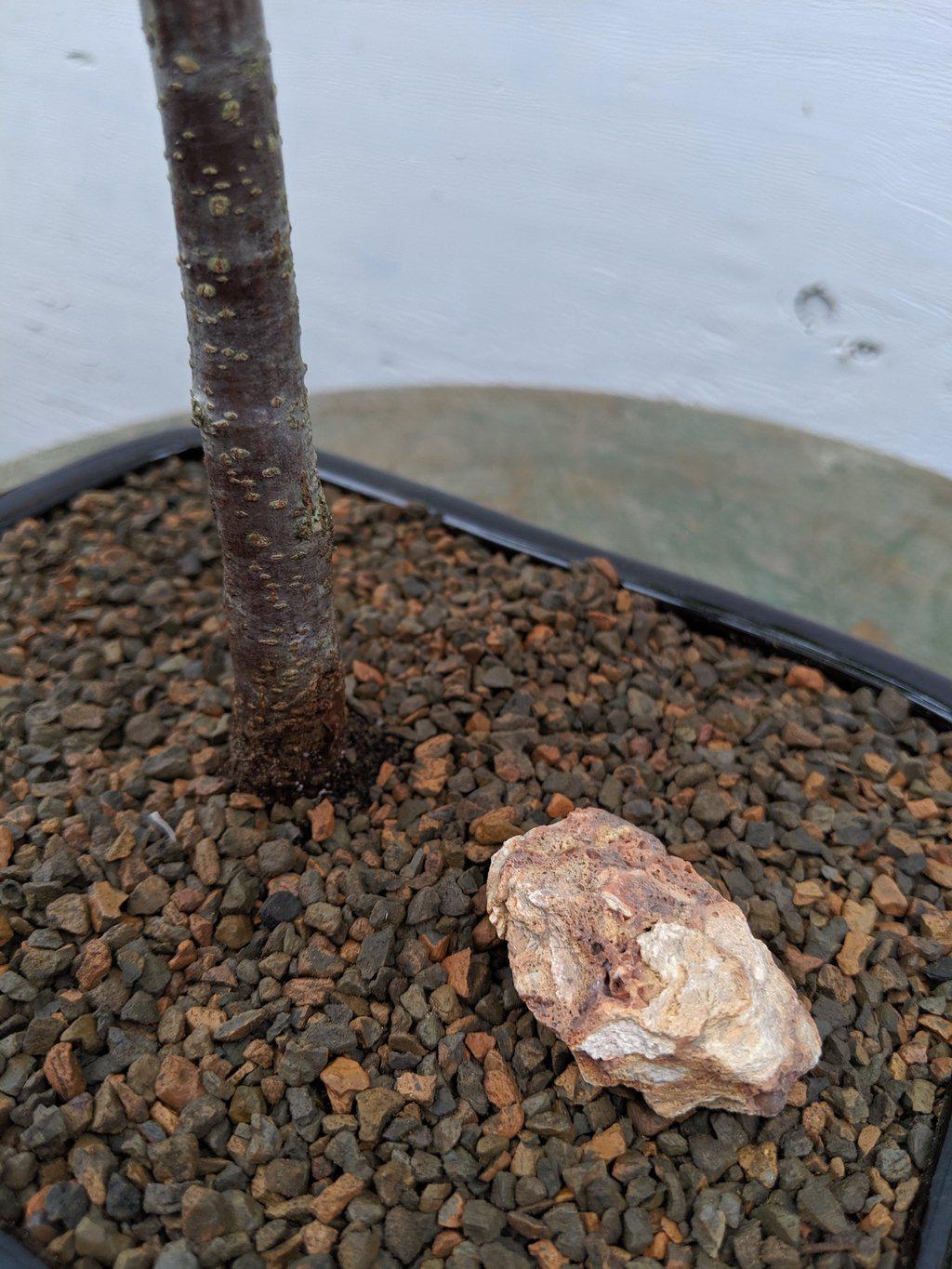 Japanese Hornbeam Bonsai Tree Bark