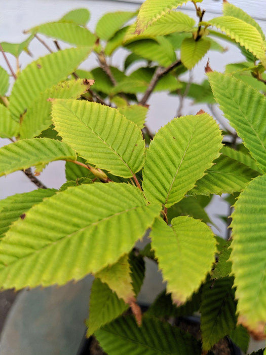 Japanese Hornbeam Bonsai Tree Leaves