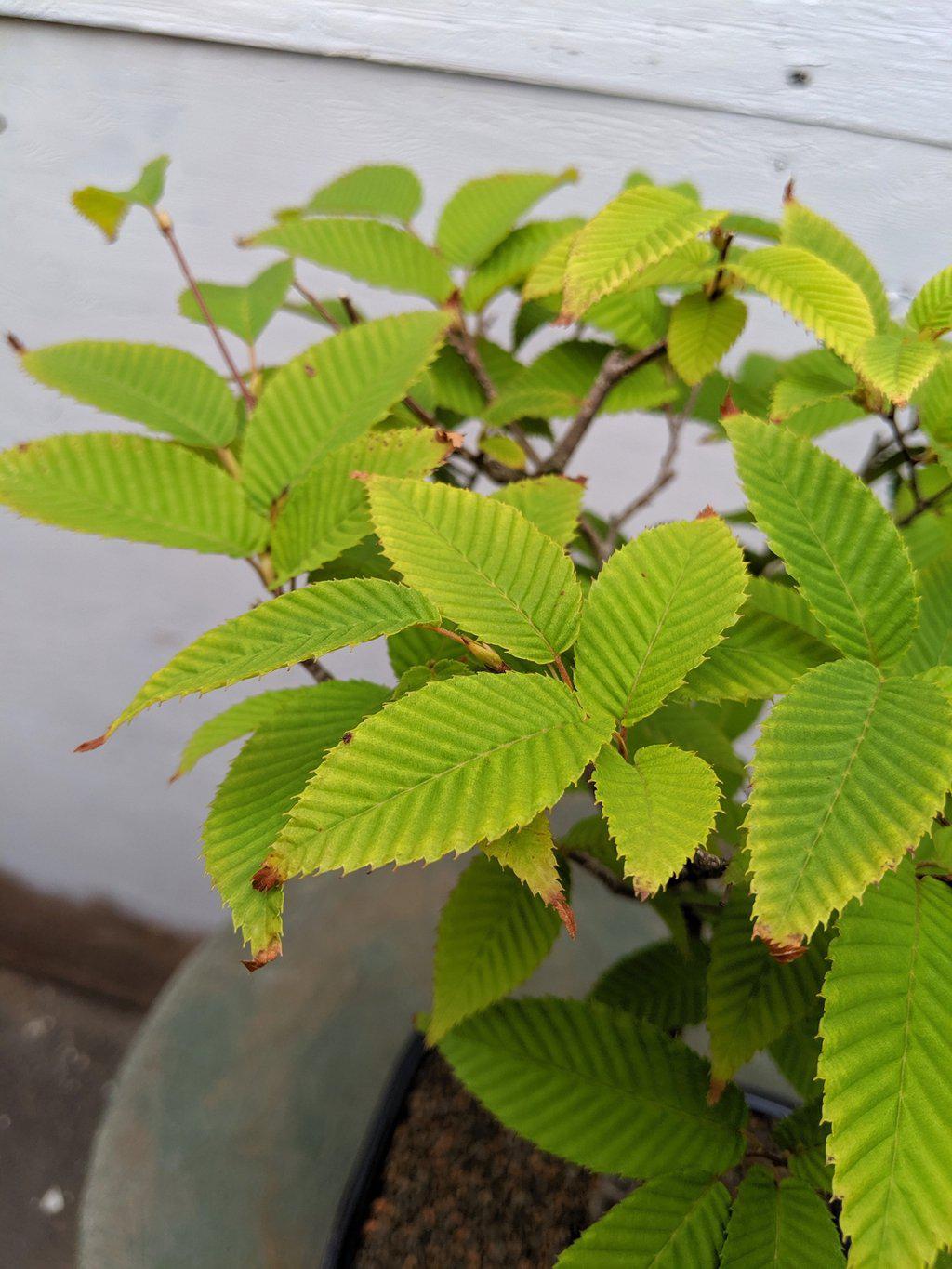 Japanese Hornbeam Bonsai Tree Foliage