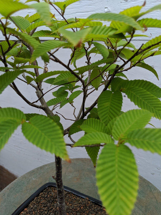 Japanese Hornbeam Bonsai Tree Leaf