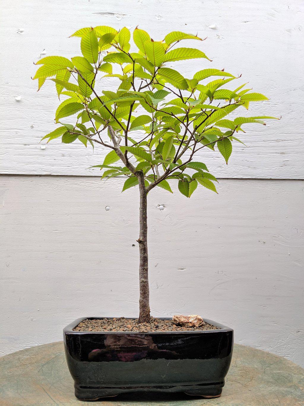 Japanese Hornbeam Bonsai Tree