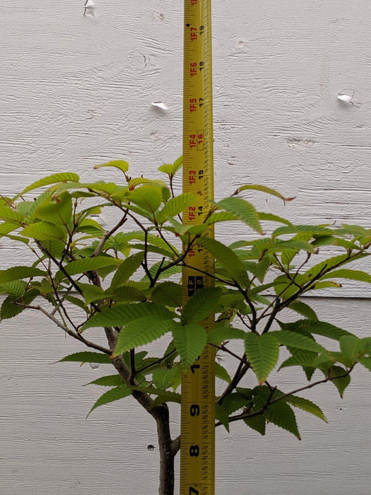 Japanese Hornbeam Bonsai Tree Height