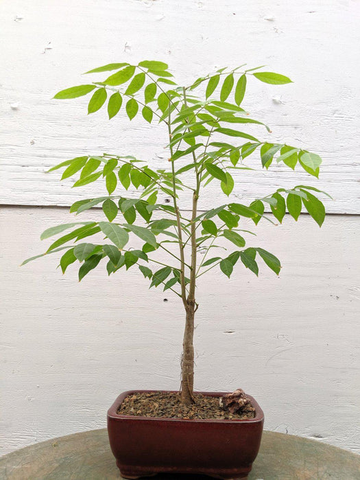 wisteria bonsai tree kit Japanese Wisteria Bonsai Tree