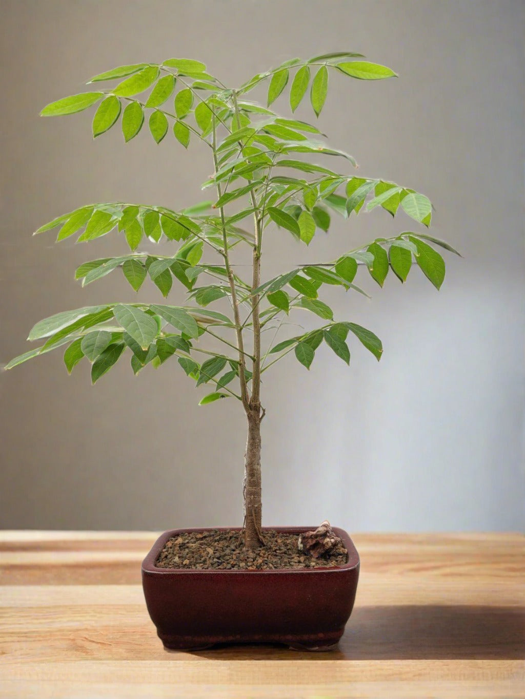 Flowering Japanese Wisteria Bonsai Tree