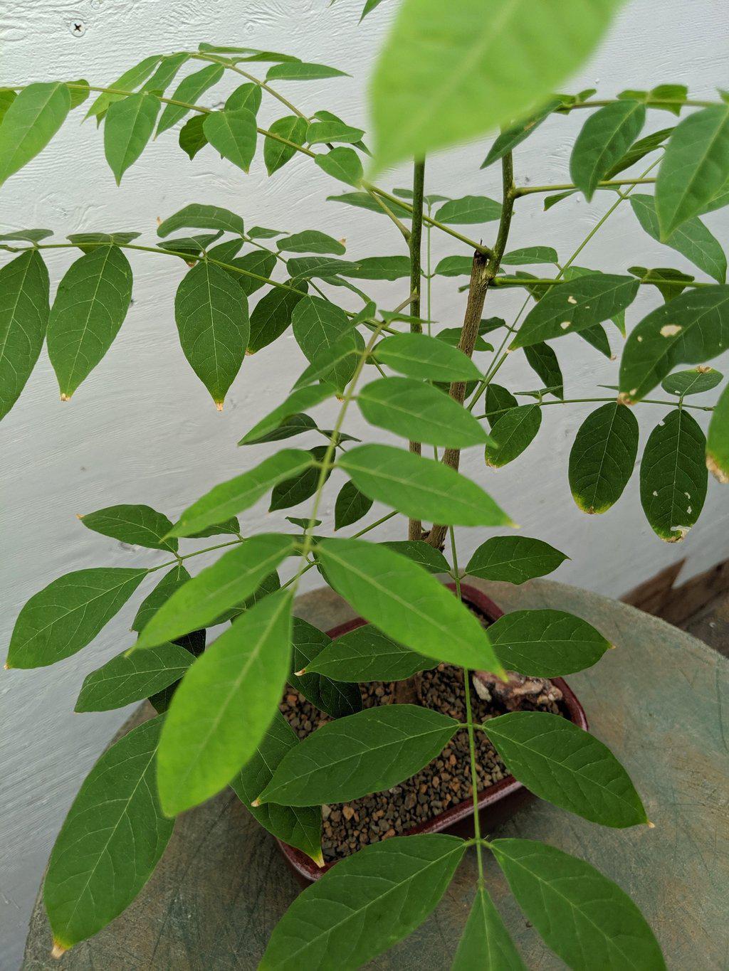 Flowering Japanese Wisteria Bonsai Tree Leaves