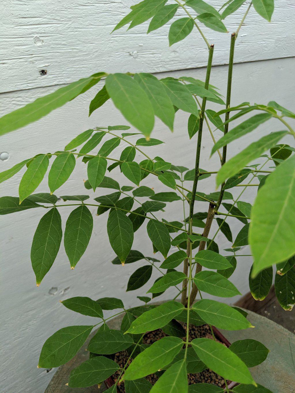Flowering Japanese Wisteria Bonsai Tree Canopy