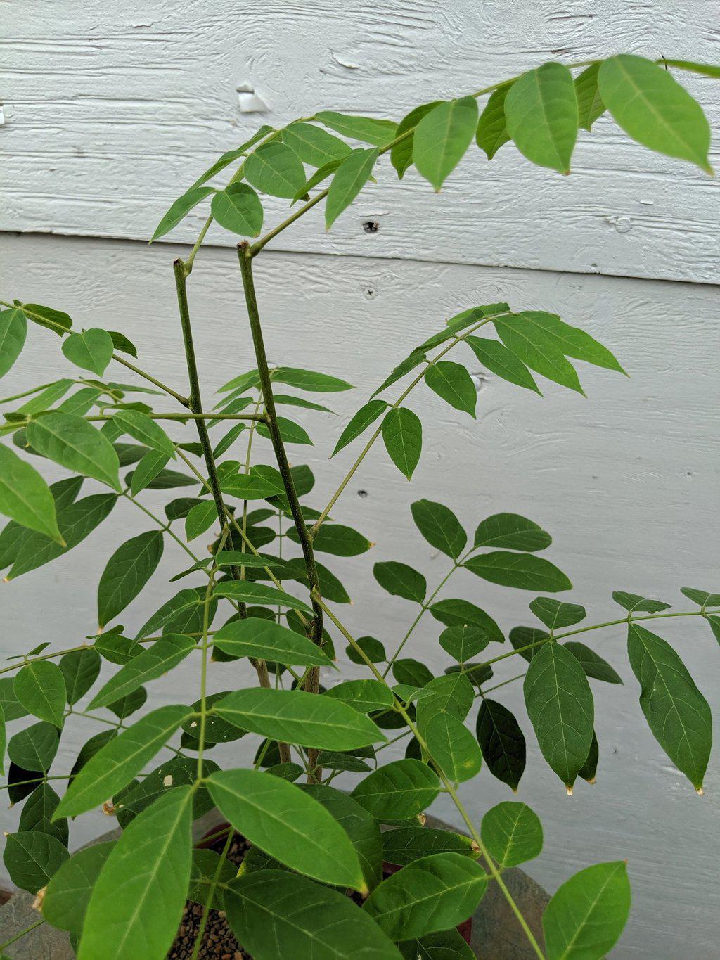 Flowering Japanese Wisteria Bonsai Tree Foliage