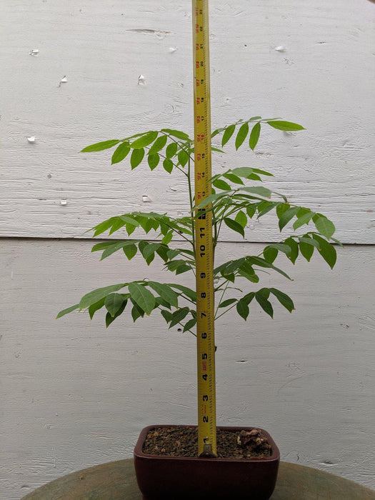 wisteria bonsai trees for sale Japanese Wisteria Bonsai Tree