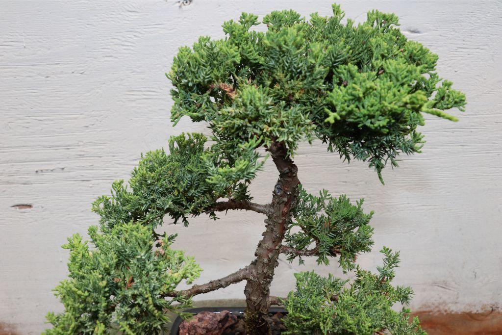 Large Juniper Bonsai Tree Profile