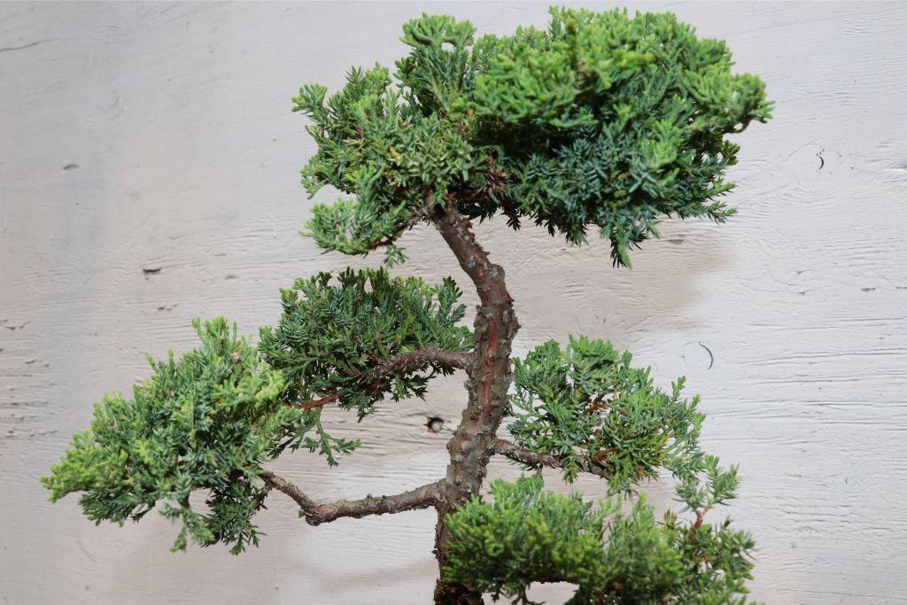 Large Juniper Bonsai Tree Leaves