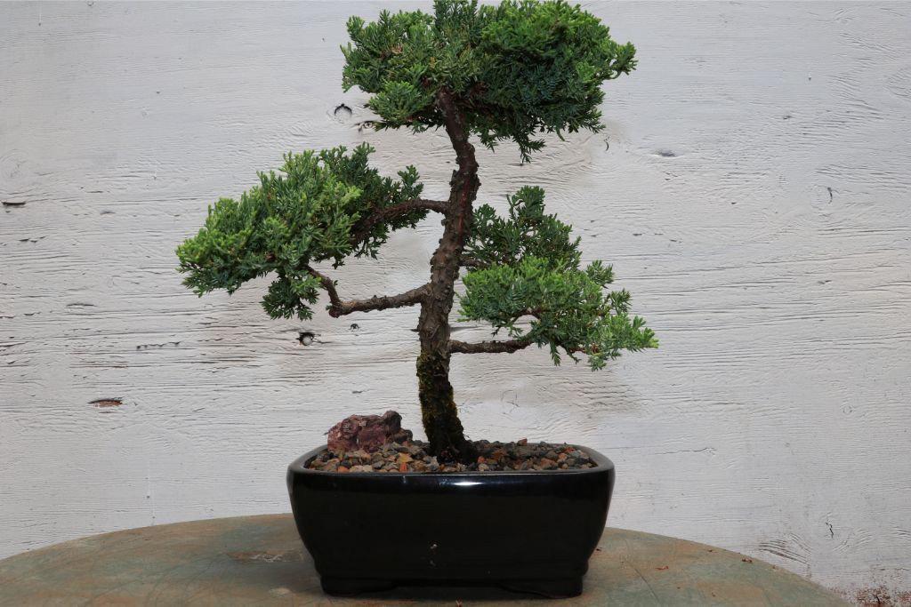 Large Juniper Bonsai Tree