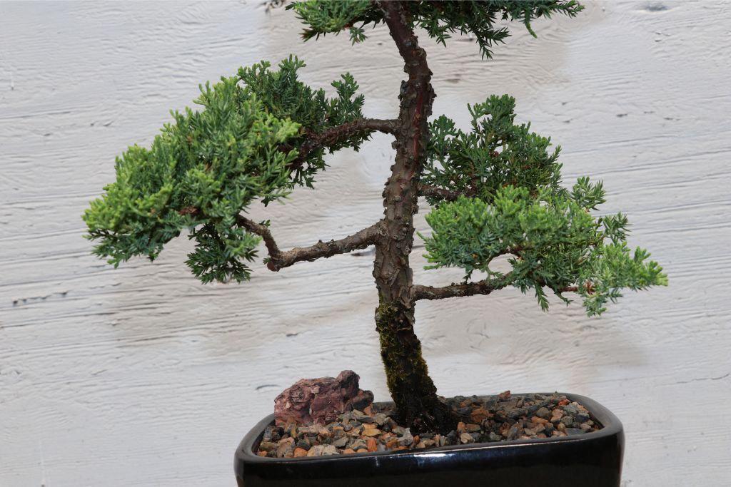 Large Juniper Bonsai Tree Trunk