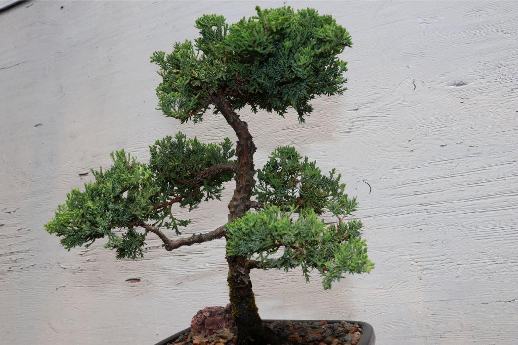 Large Juniper Bonsai Tree Pads