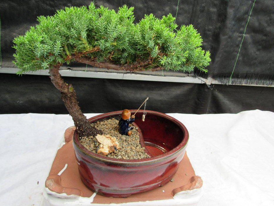 Land & Water Traditional Juniper Bonsai Tree Back