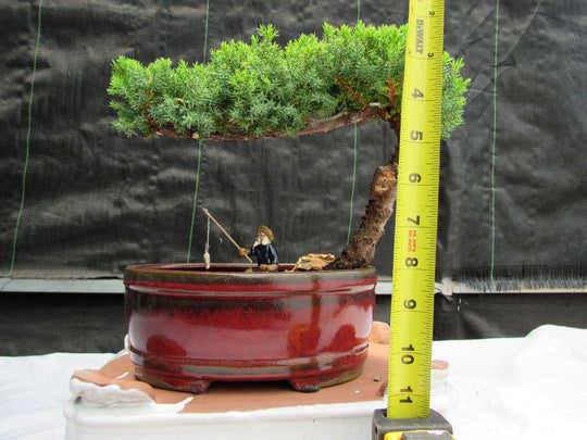 bonsai tree with fisherman Juniper Bonsai Tree
